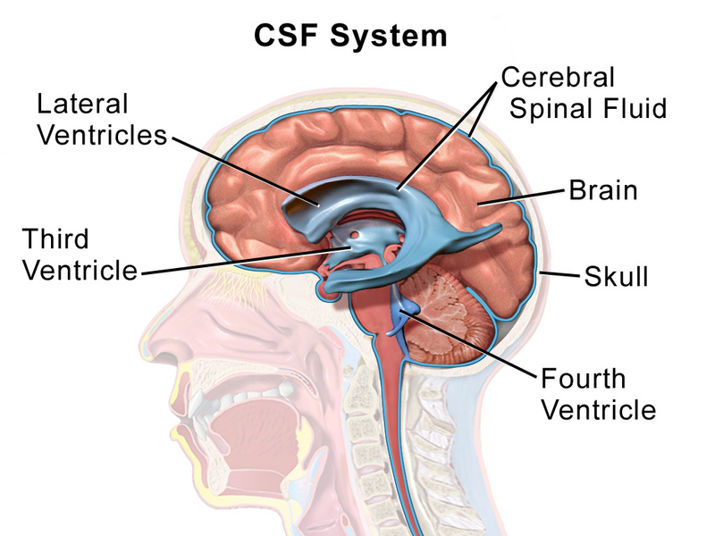 File:Cerebrospinal System.png