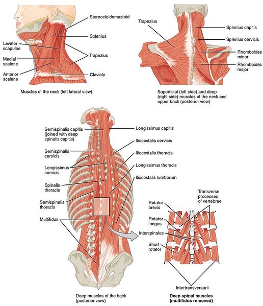 File:Neck and back muscles.jpg