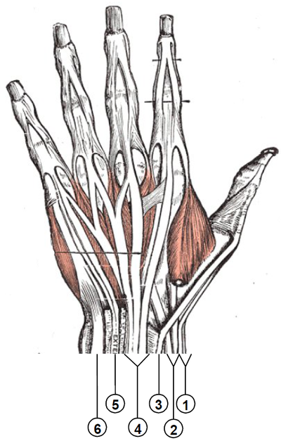 Sporting Hand and Wrist - Why Power and Pinch Grips Matter - Physiopedia