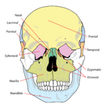 Facial Skeleton Physiopedia