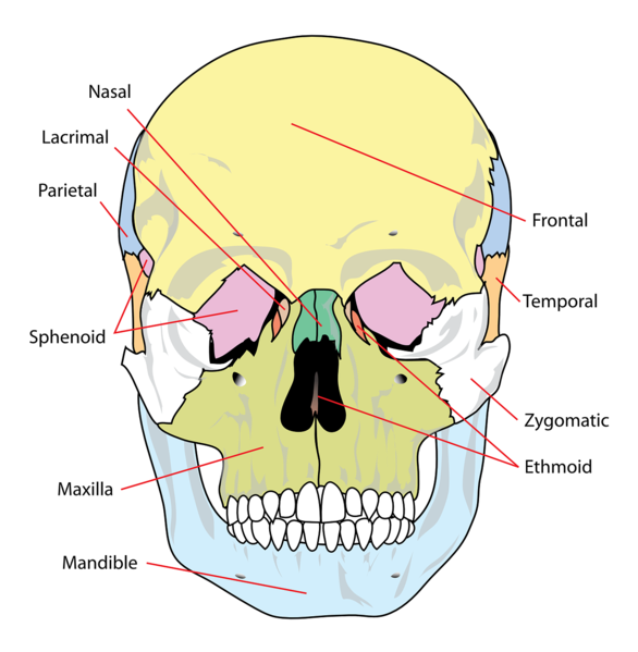 File:Facial Skeleton.png