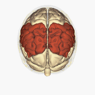 Parietal lobe - superior view animation.gif