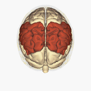 left parietal occipital lobe