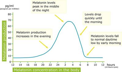 Melatonin production in 24 hour cycle.jpeg