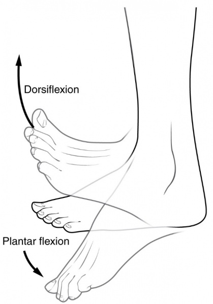 File:Dorsiflexion plantarflexion.jpg - Physiopedia