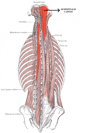 cervical region muscles
