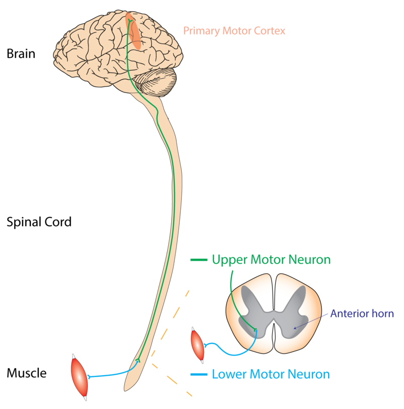 Motor Neurone Physiopedia