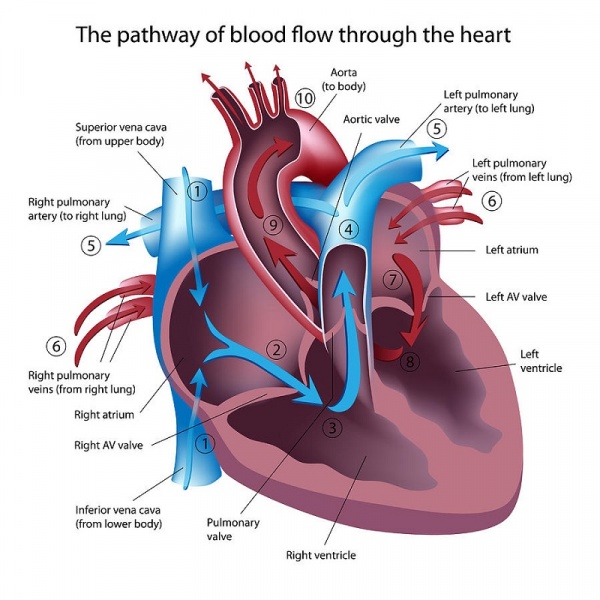 File:Human-heart-chambers.jpg
