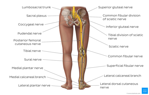 https://www.physio-pedia.com/images/thumb/e/ea/Overview_of_the_sciatic_nerve_and_its_branches_-_Kenhub.png/600px-Overview_of_the_sciatic_nerve_and_its_branches_-_Kenhub.png