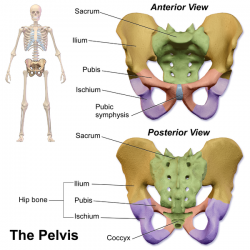 a) Normal pelvic support and (b) weakened pelvic support. Source