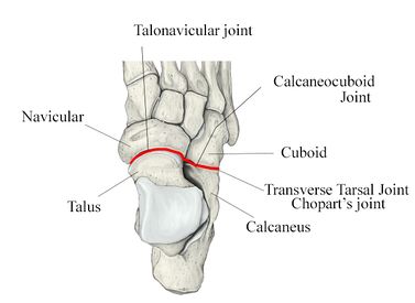 Transverse-tarsal-joint.jpg