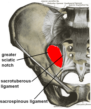 The Sciatic Nerve exits the Greater Sciatic Notch (green circle)