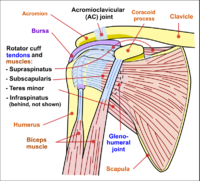 Shoulder joint anatomy.png