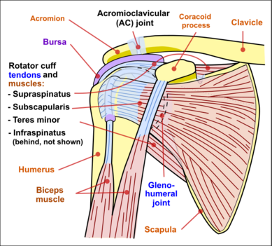Normal dorsiflexion (left) & marked limitation of neck flexion (right).