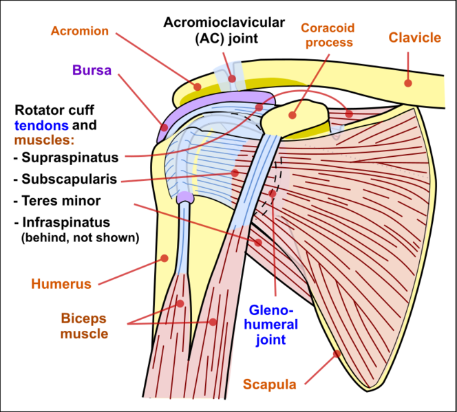 File:Shoulder joint anatomy.png