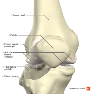 Left Leg Ligaments / Knee - Physiopedia - Ligaments are bands of tough  elastic tissue around your joints. ~ Mel…