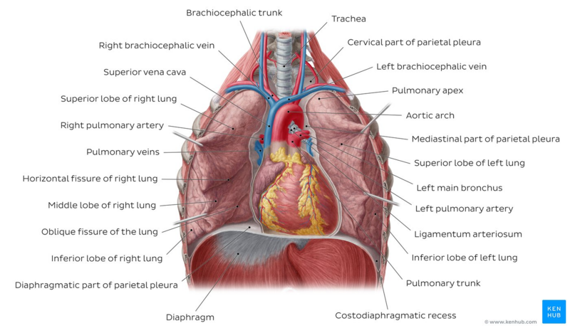 Internal normal anatomy of the chest