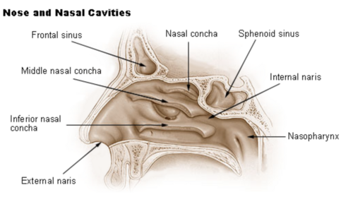 Nasal cavity.png