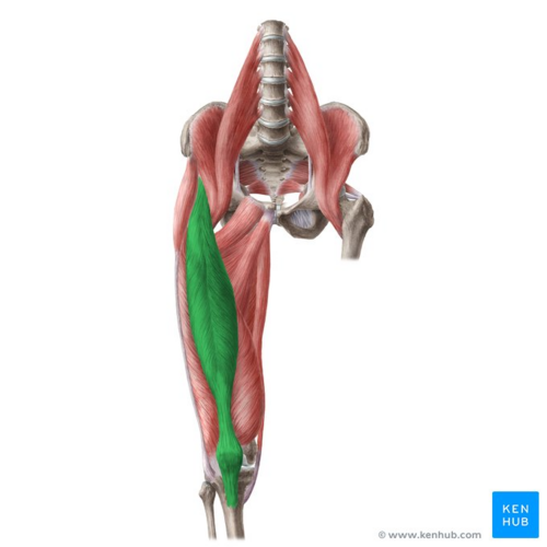 Flexibility (anatomy) - Wikipedia