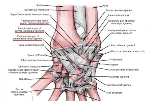 wrist-sprain-physiopedia