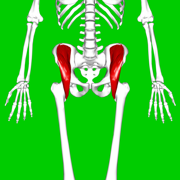 File:Iliacus Muscle.png