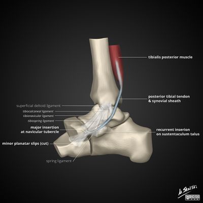 posterior tibial pain