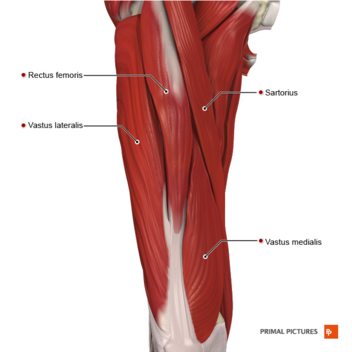 Quadriceps Muscle Strain Physiopedia