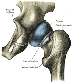 How Does a Hip Function? 