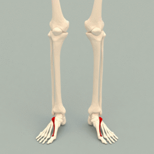 Extensor hallucis brevis muscle - animation.gif