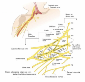Dorsal Scapular Nerve Physiopedia
