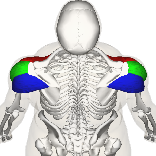 File:Deltoid Muscle top9.png