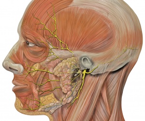 facial nerves number diagram