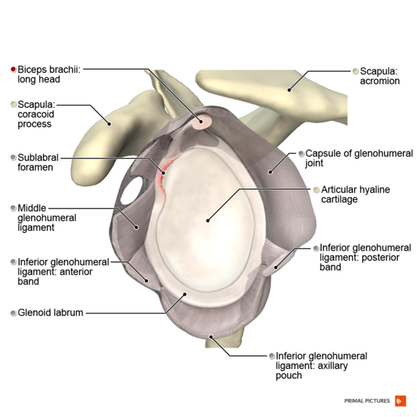File:Illustration of sublabral foramen.png