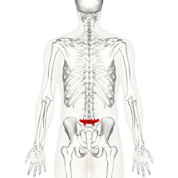 File:Lumbar vertebra 5 posterior.png