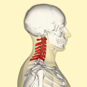 Spine Essentials: An In-Depth Examination of the Columna Vertebral