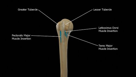 What is the difference between a shoulder girdle and a shoulder joint? -  Quora