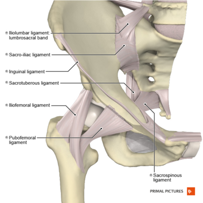 lateral aspect of the hip