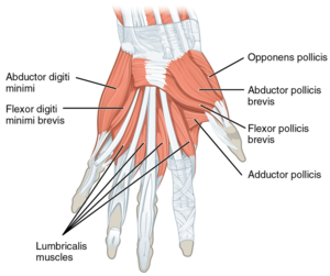 wrist anatomy ligaments