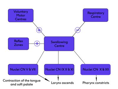 Swallowing flow diagram.jpg