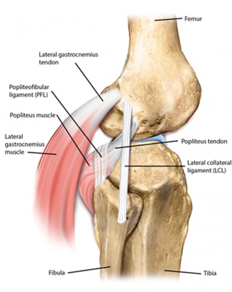 File:Posterolateral.jpg