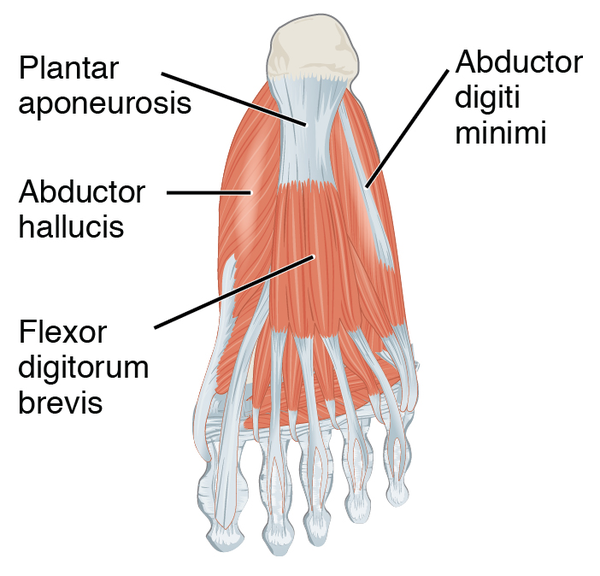 plantar-aponeurosis-physiopedia