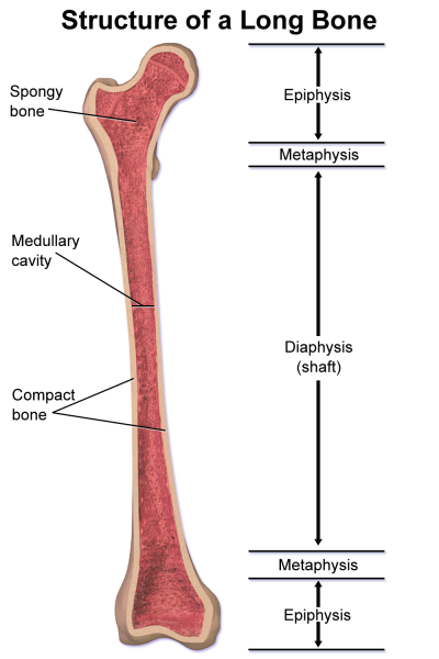 File:Structure of a Long Bone.png