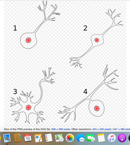 File:Neurone types.png