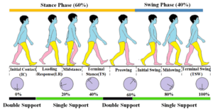 Phases of gait cycle.png