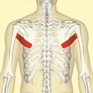 Back Muscles - Physiopedia