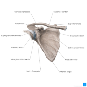 clavicle and scapula diagram