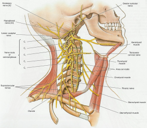 cervical nerves innervation