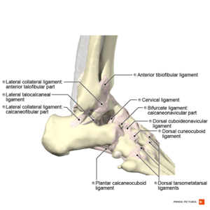 Ankle Joint Anatomy: Overview, Lateral Ligament Anatomy and