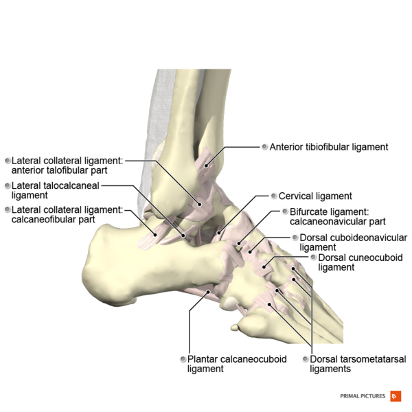 File:Ligaments of the ankle lateral aspect Primal.png