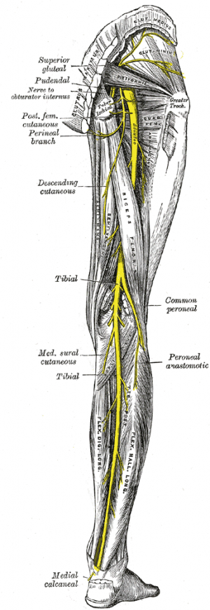 sciatic nerve distribution